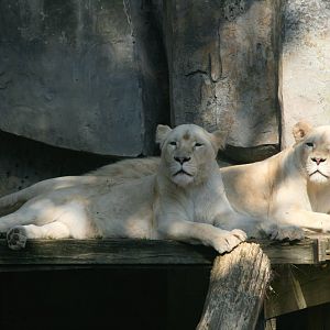white lions