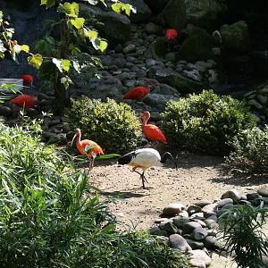Red ibis and Sacred ibis