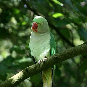 Alexandrine parakeet