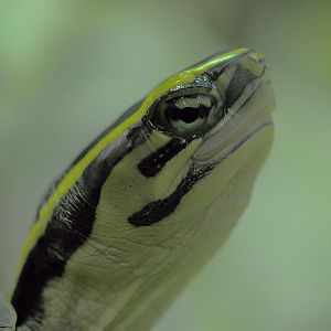 South-east Asian box turtle
