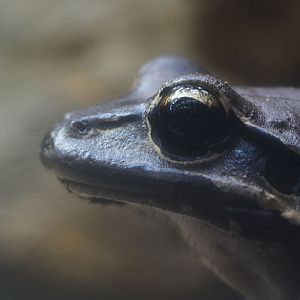 Mountain chicken close-up