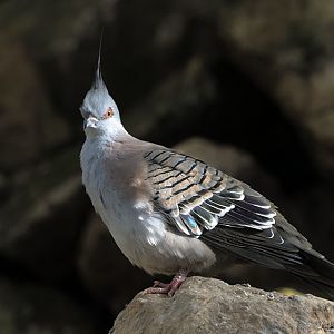 Crested bronze-wing pigeon