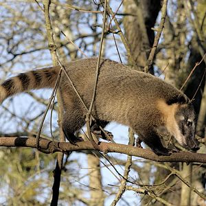Ring-tailed coati