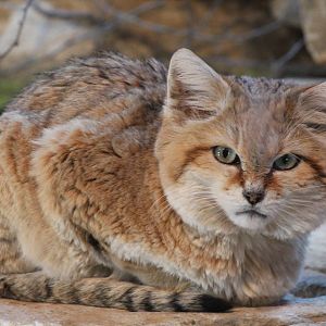 Sand Cat - 11th April 2013