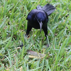 Grackle with prey