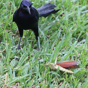 Grackle with prey