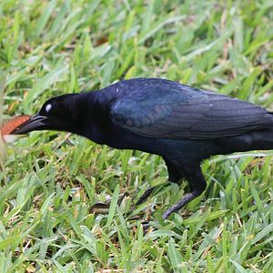 Grackle with prey