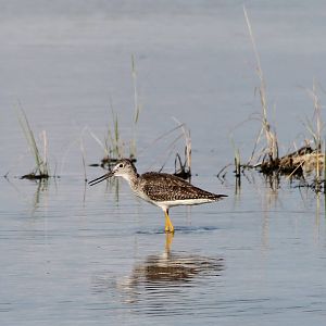 Yellowleg
