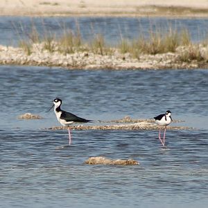 Black-necked stilts