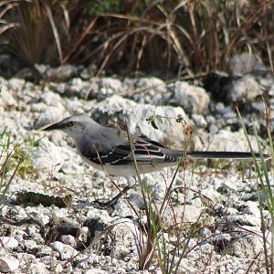 Northern mockingbird with prey