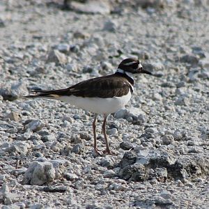 Killdeer plover
