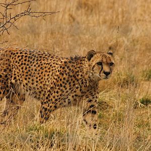 Cheetah - 12th April 2013