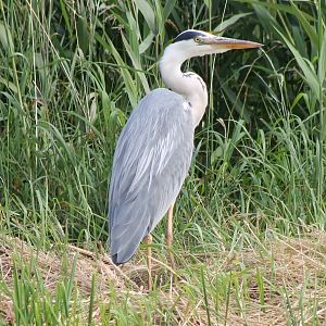 Grey heron