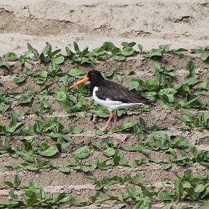 Oystercatcher