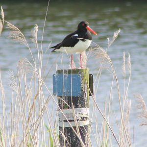 Oystercatcher