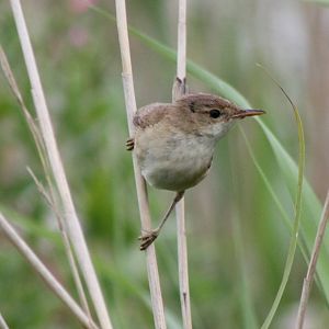 Reed warbler