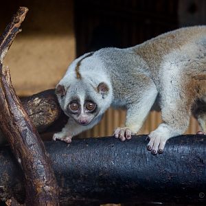 Bengal slow loris : Hamerton : 31 Dec 2014