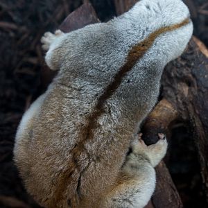 Bengal slow loris : Hamerton : 31 Dec 2014