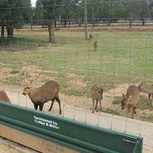 Hog deer