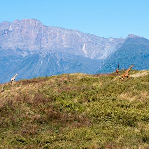Mt Meru and giraffes