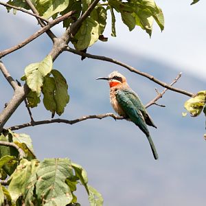 White-fronted Bee-eater