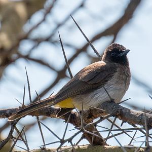 Common Bulbul