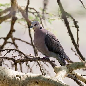 Red-eyed Dove