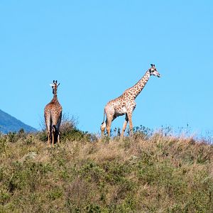 Giraffes