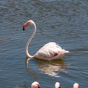 Greater Flamingo