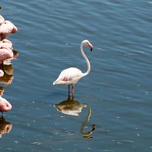 Greater Flamingo and Lesser Flamingos