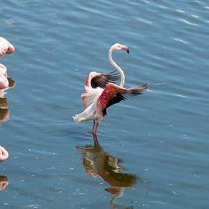 Greater Flamingo and Lesser Flamingos