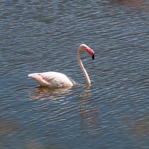 Greater Flamingo