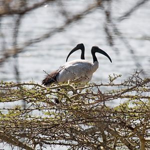 Sacred Ibis