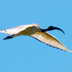 Sacred Ibis