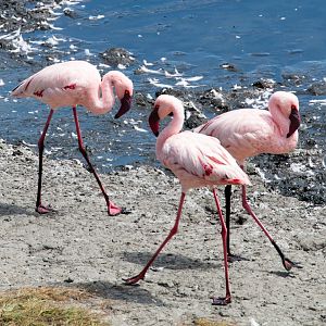 Lesser Flamingos