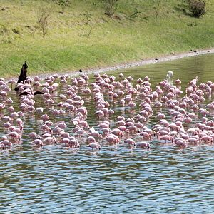 Lesser Flamingos