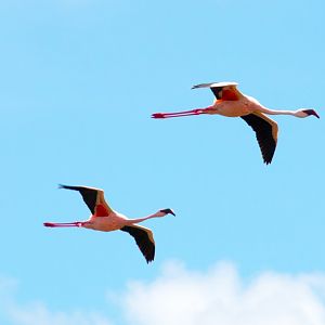 Lesser Flamingos