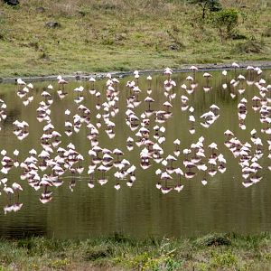 Lesser Flamingos