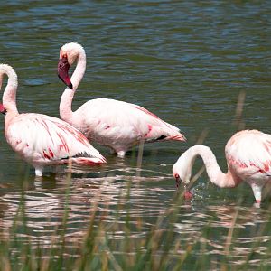 Lesser Flamingos