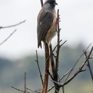 Speckled Mousebird