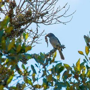 White-eyed Slaty-Flycatcher