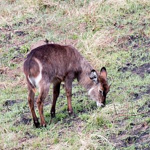 Waterbuck