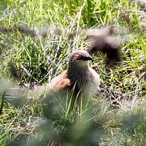 White-browed Coucal