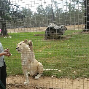 Lion enclosure
