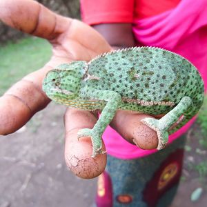 Flapnecked Chameleon