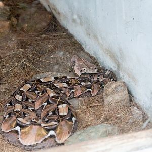 Gaboon Viper