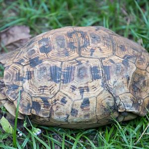 Leopard Tortoise