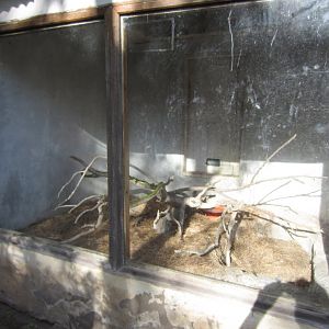 Green mamba enclosure