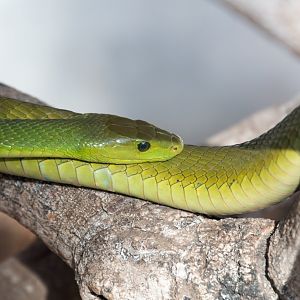 Green Mamba