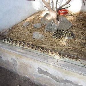Puff Adder